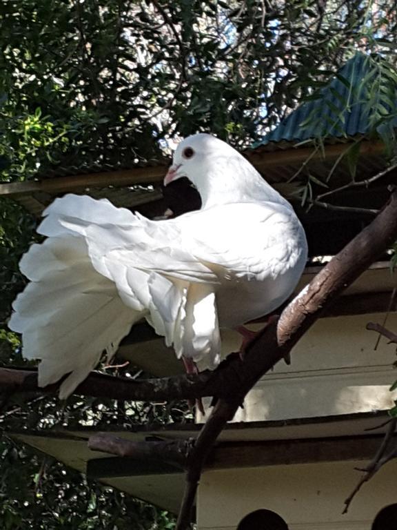 The Dove Cote Bed & Breakfast Tanunda Eksteriør bilde